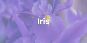 iris