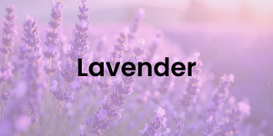 lavender
