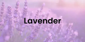 lavender
