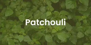 patchouli