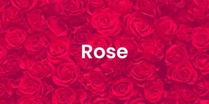 rose