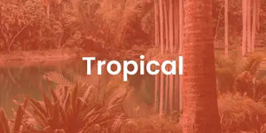 tropical