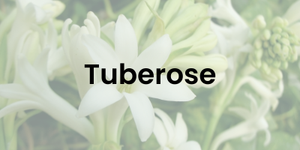 tuberose