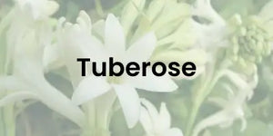 tuberose